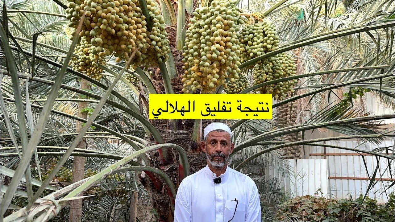 نتائج تفليق عذوق الهلالي