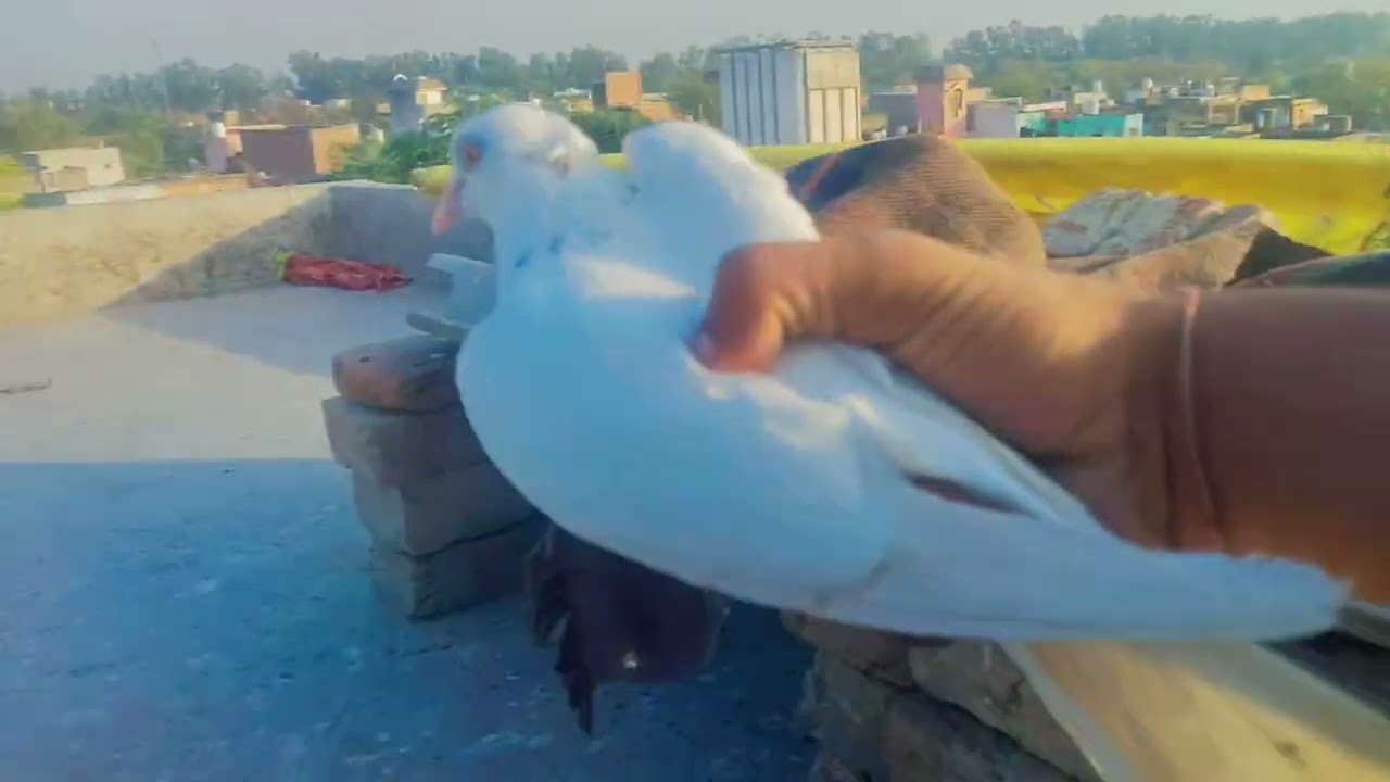 Jungali Kabutar Ke Bacche Lag Rahe Hai 🕊️