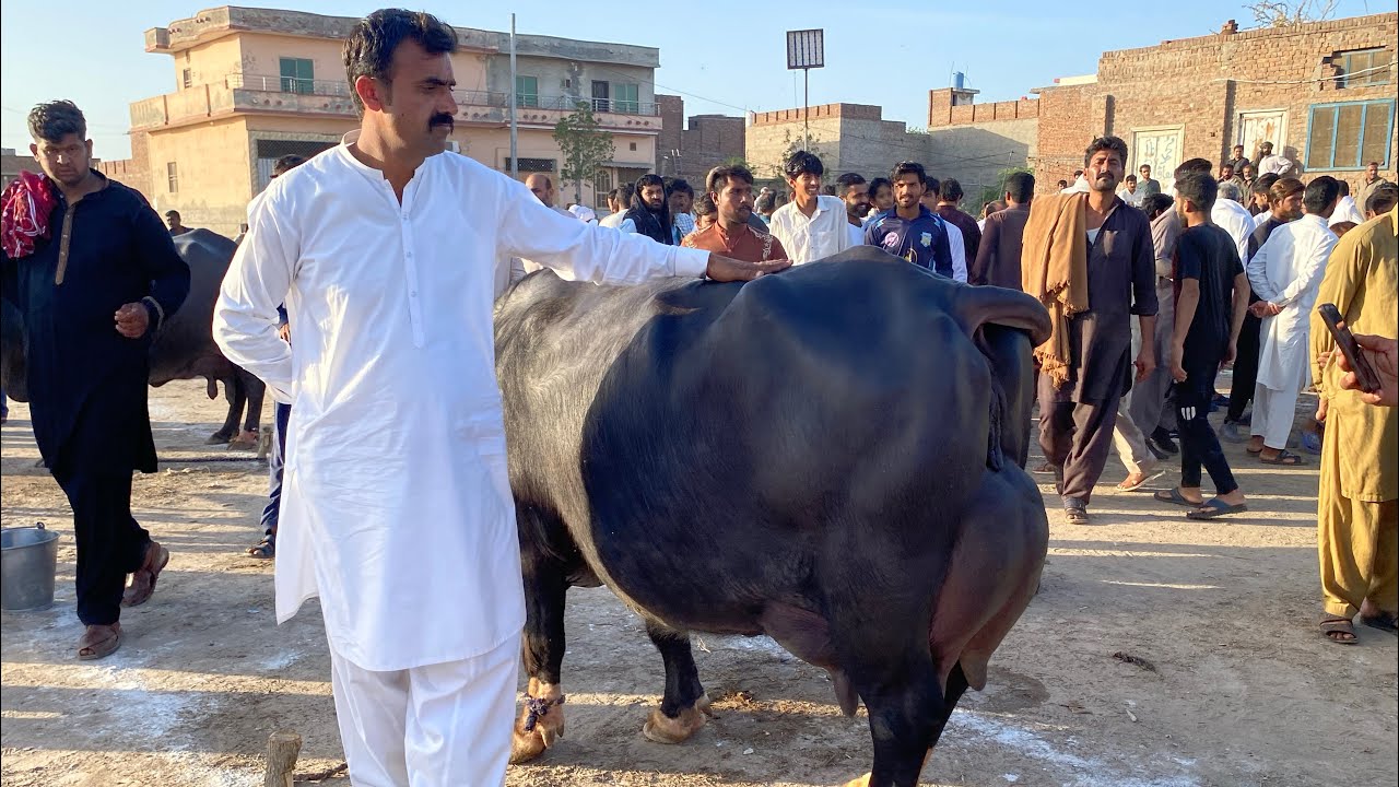 Top 32 Buffalo's in Mahi Group Dood mela Punjab  Faislabad 2024 with Nadir Ali Mayo
