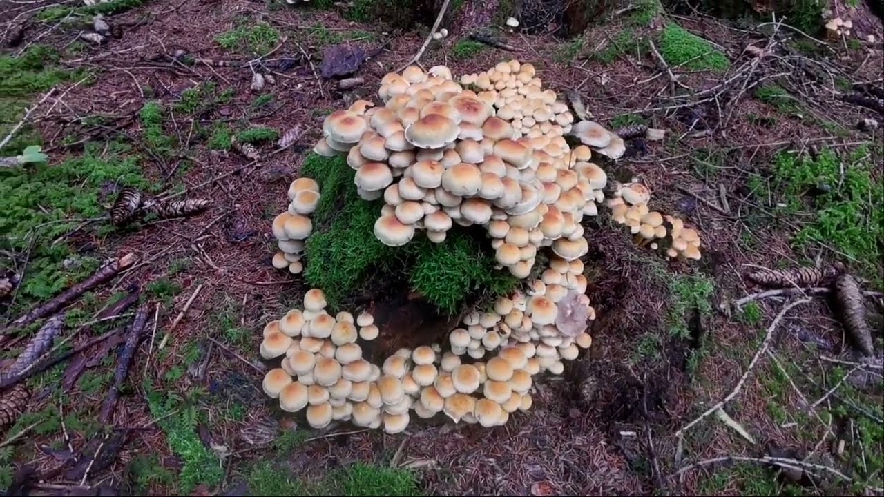Viele orange/gelbe Baumpilze auf Holzstamm - um welche Art handelt es sich? Schwefelkopf?