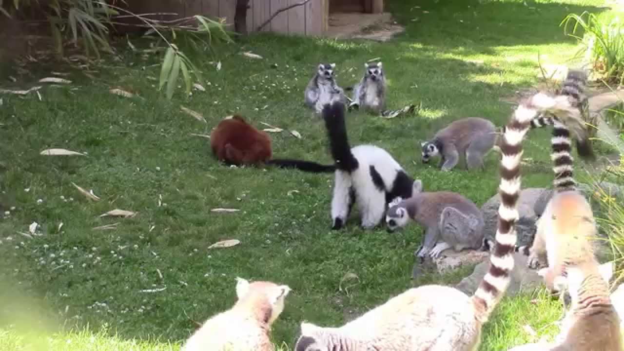 Maki Catta  Maki Vari roux et blanc et noir