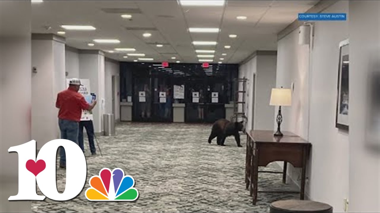 Bear explores inside downtown Gatlinburg hotel