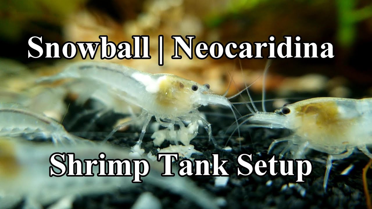 Snowball Shrimp | Neocaridina | Aquarium | Tank Setup