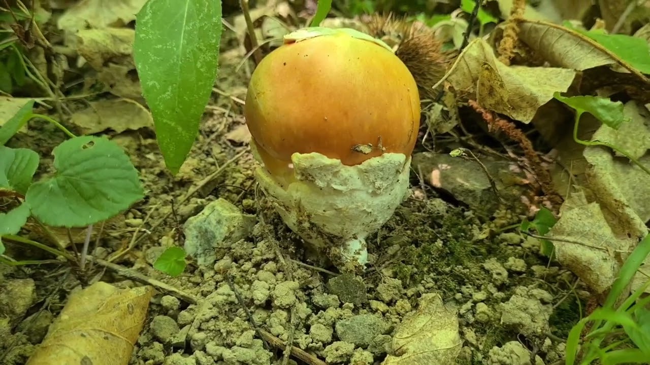 12 juillet 2022 Dernière prospection cèpes et oronge #cepes , #boletus2022