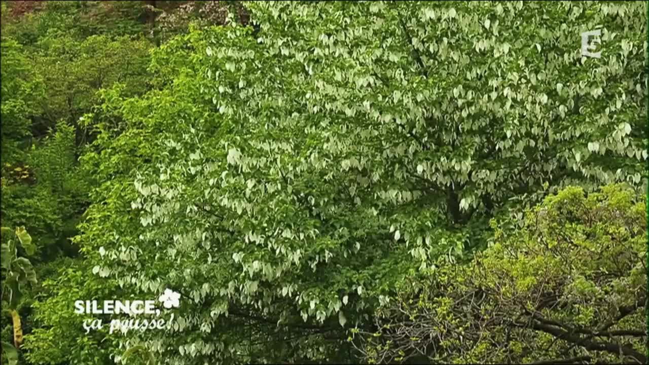 Le jardin de Paolo Perjrone - Silence, ça pousse !