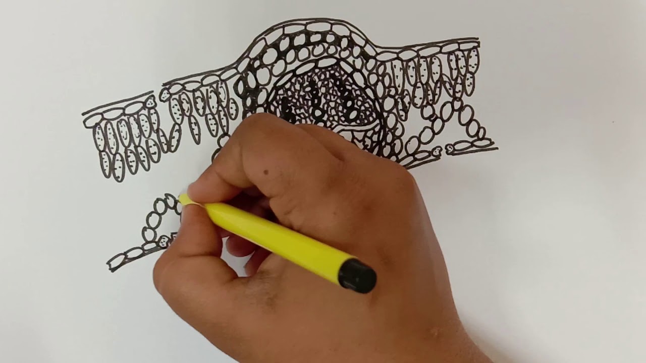 HOW TO DRAW TRANSVERSE SECTION OF A DICOT LEAF | BIOLOGY | BOTANY DIAGRAMS