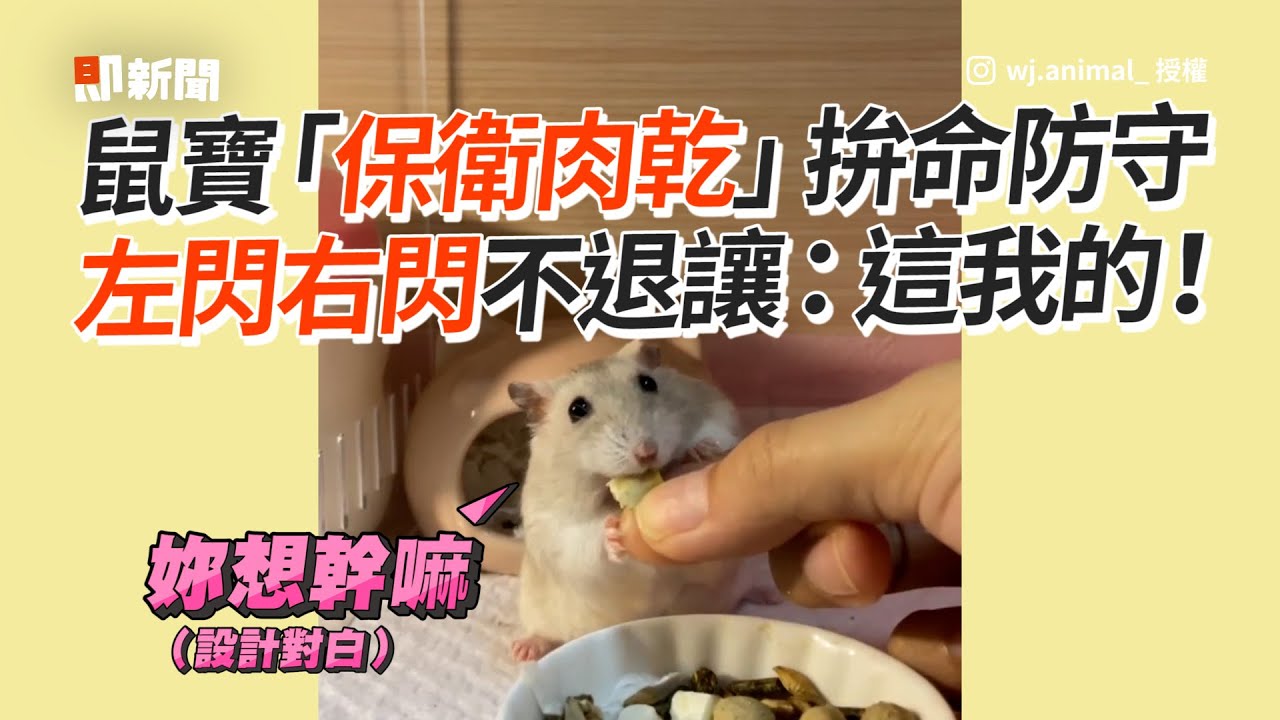 鼠寶「保衛肉乾」拚命防守！左閃右閃不退讓：這我的｜寵物｜貪吃｜精選影片