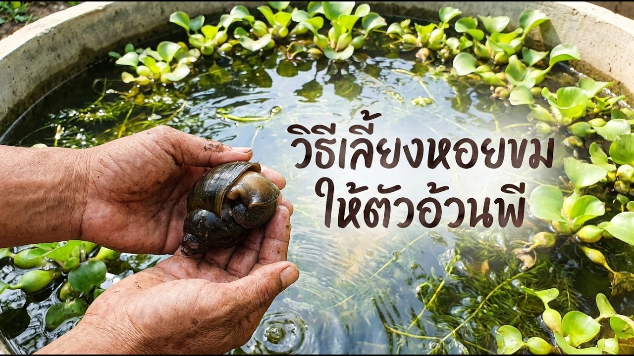 วิธีเลี้ยงหอยขมให้ตัวอ้วนพี เนื้อแน่น โตไว น้ำไม่เน่าเสีย มือใหม่ก็ทำเงินได้! 🐌✨
