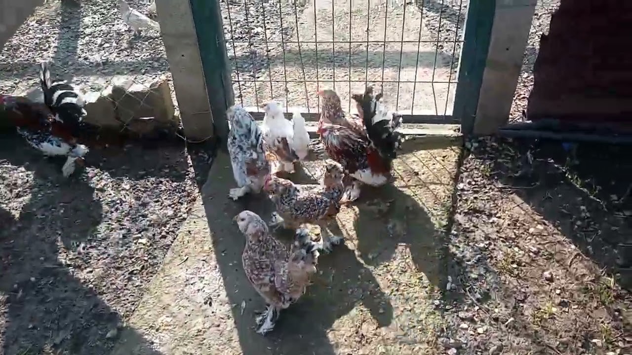 İSPENÇ TAVUK VE HOROZLARI