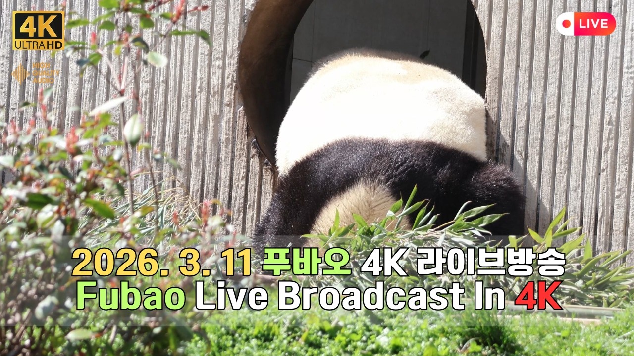 3월 11일의 푸바오의 하루를 4K 고화질 고음질 방송으로 만나보세요.(4K Fubao Live Broadcasting)