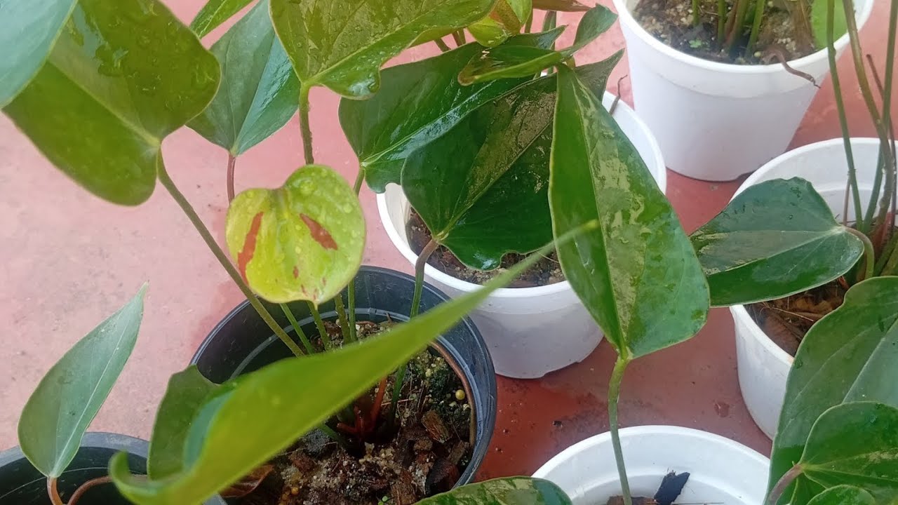 ලස්සනම ලස්සන ග්‍රීන් flash මල් එක්ක 2000ට#0772106907 