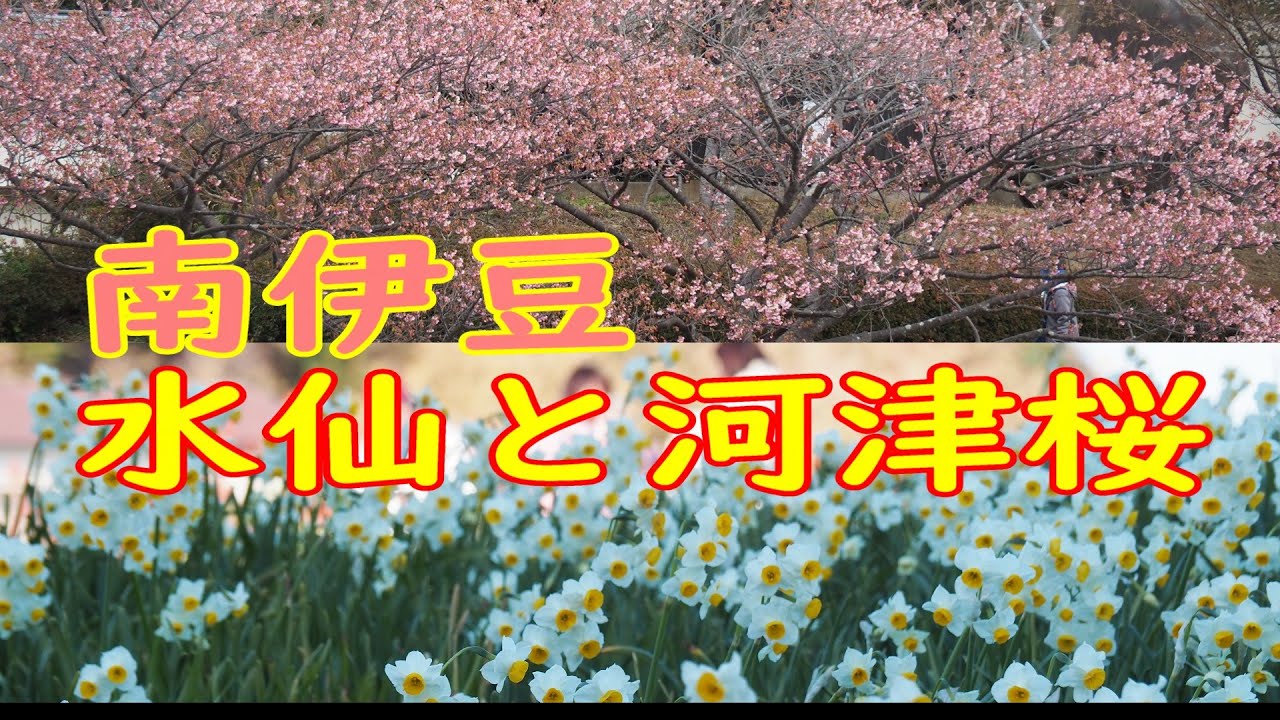 【水仙2026/静岡観光】春を先取りする伊豆の花巡り。爪木崎の白い水仙と南伊豆の河津桜。伊豆を彩る花の競演に癒やされる旅。※字幕あり