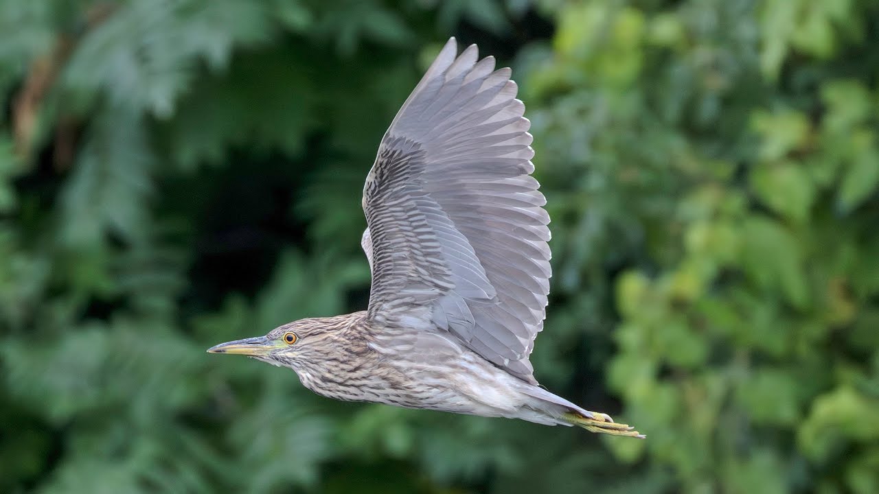A juvenile black-crowned night heron