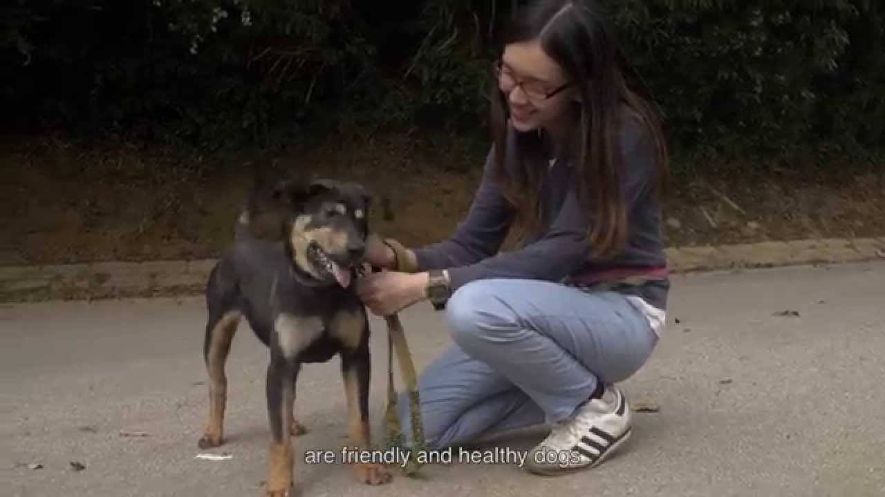 What to Think Before Bringing a Dog Home  │  養狗前要考慮的事