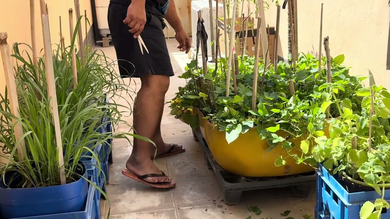 MAY PANGSAHOG NA NAMAN TAYO..FRESH FROM BACKYARD 