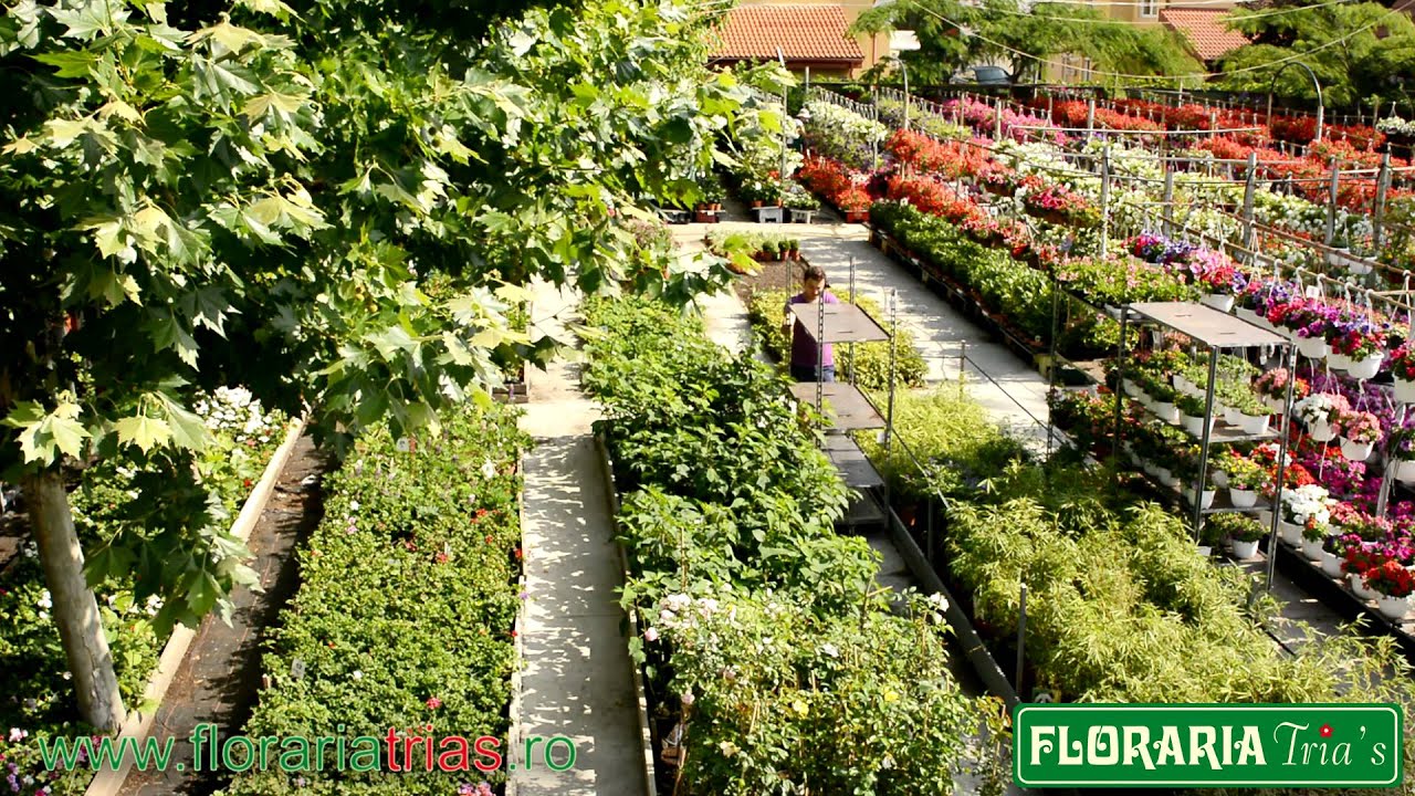 Floraria Trias - Scurta prezentare