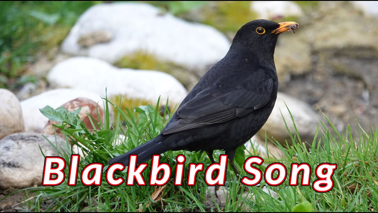 Blackbird Song - Beautiful Blackbird Song