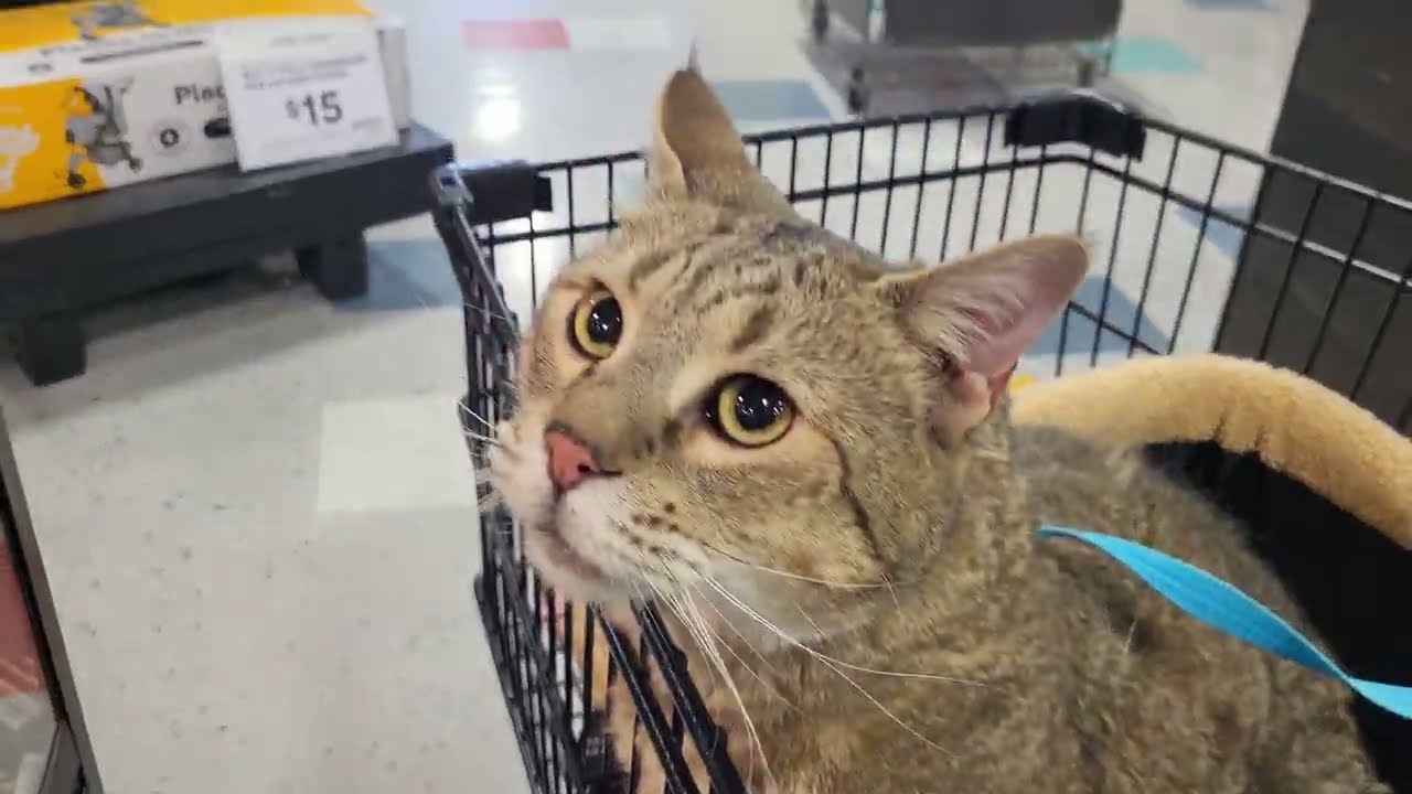 «Дред» — кот пиксибоб идёт в зоомагазин Petco