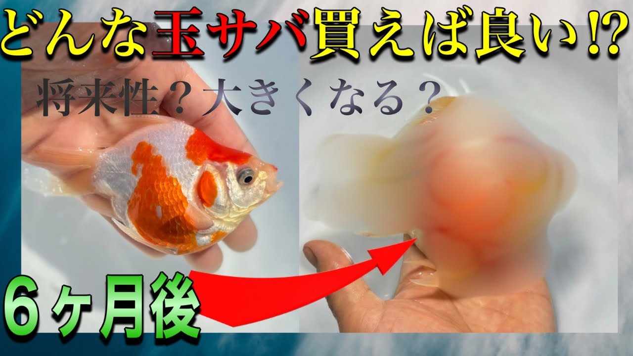 どこを見て玉サバ買うのか？将来性(立て)のある玉サバって⁇ #玉サバ #金魚 #錦鯉