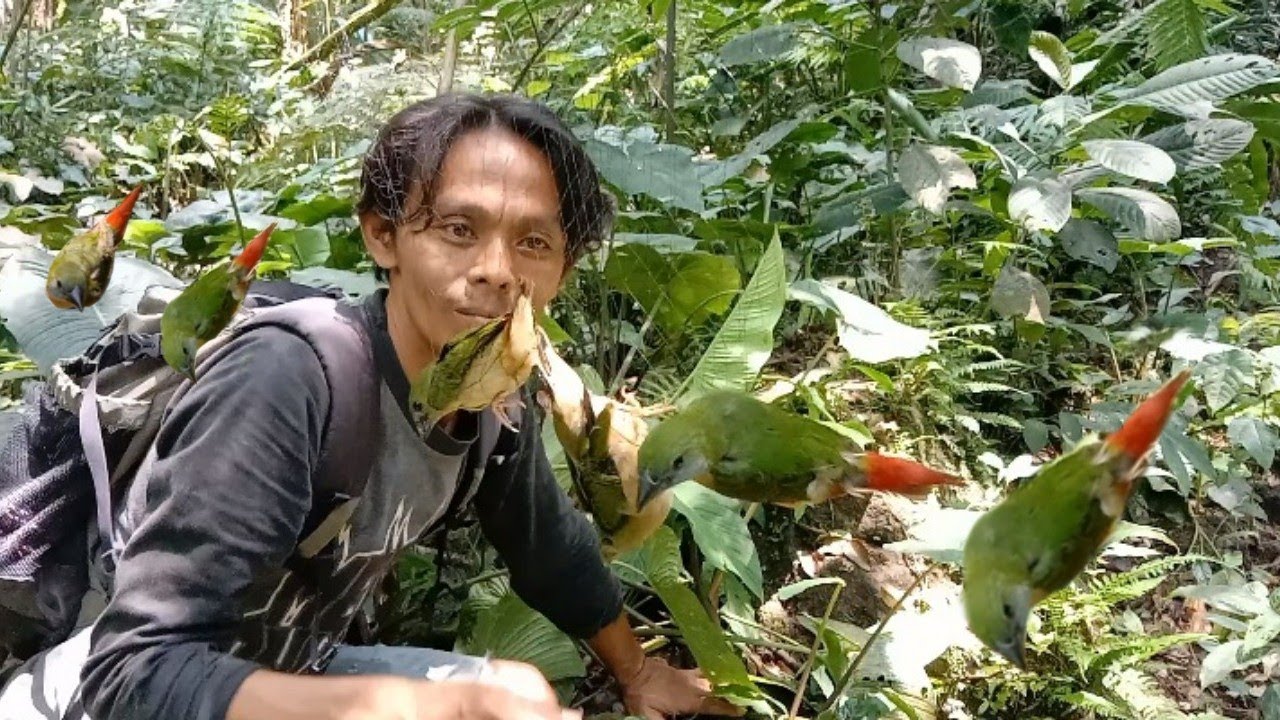 Menjaring burung EMPRIT PELANGI / bondol hijau binglis
