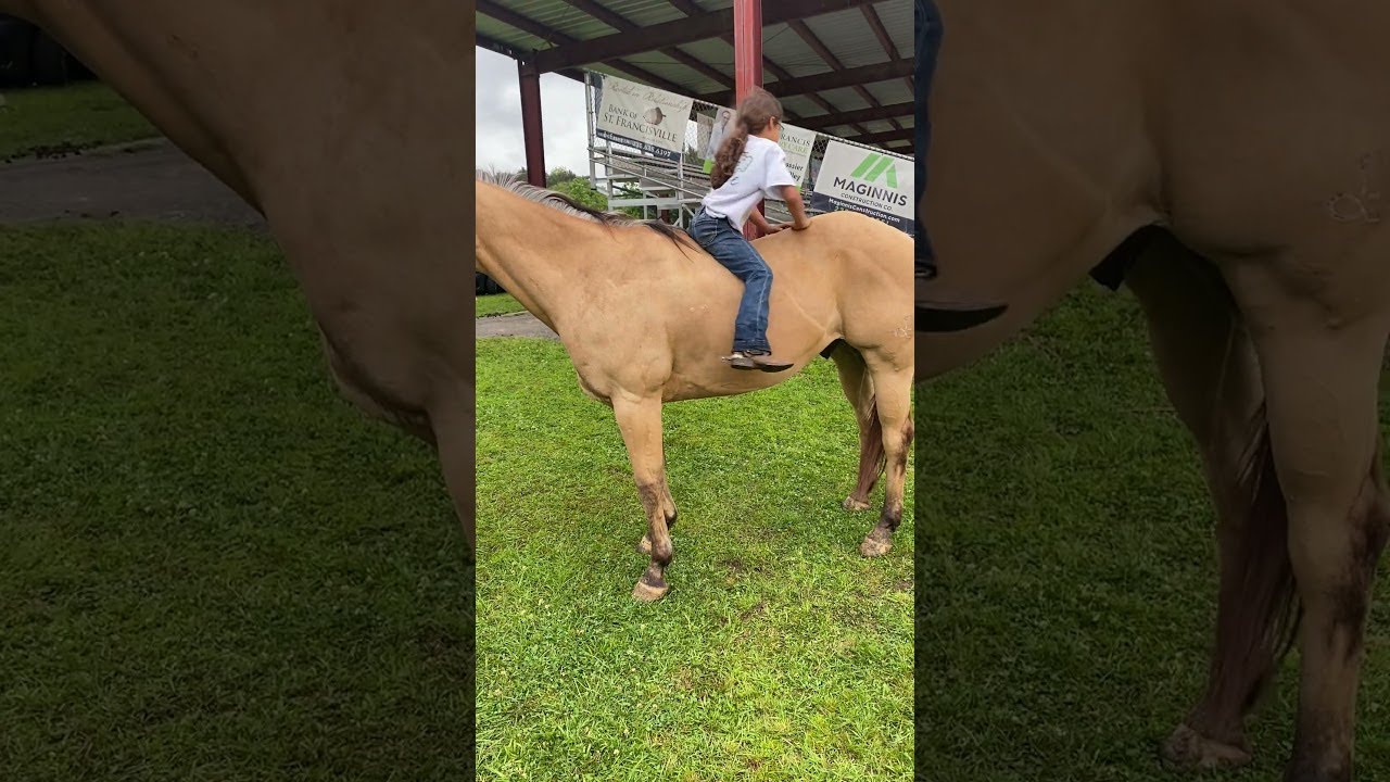 Gentle Horse Allows Climbing and Sliding || ViralHog