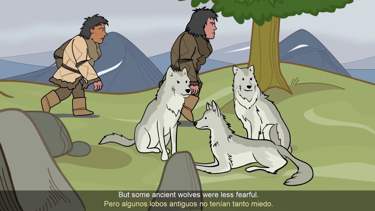 Dog Evolution