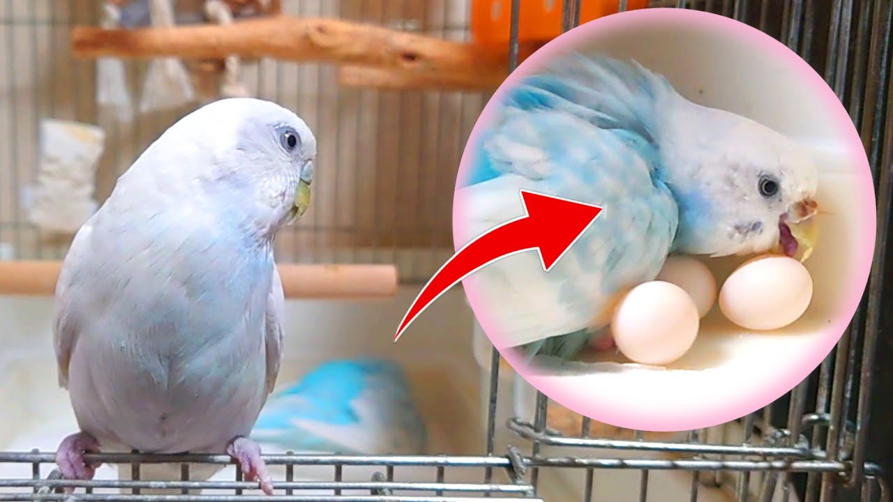卵泥棒再び現る…！りんちゃんが5つ目の卵を産みました　