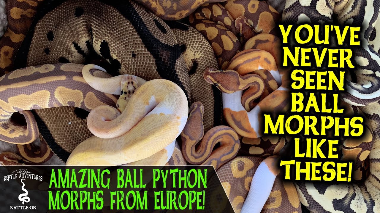 AMAZING BALL PYTHON MORPHS FROM EUROPE! (Dean van Ommeren, Dean Reptiles)