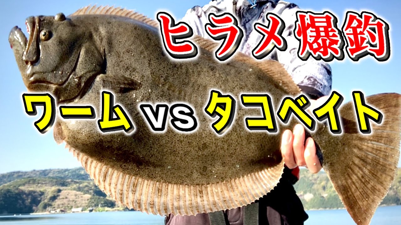 ワームとタコベイトで釣り比べた光景がお祭り状態【初心者必見】爆釣ルアーでヒラメ釣り