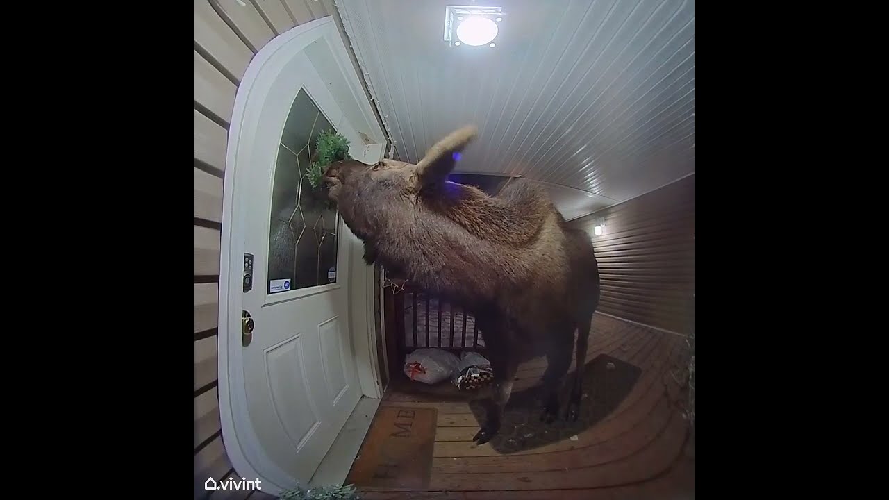 Caught On Doorbell Camera - Close Encounter With A Moose In Alaska