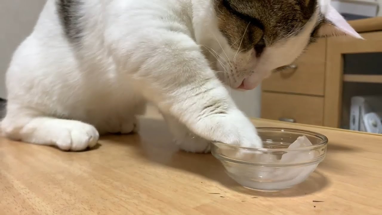 初めての氷に興奮気味の猫がかわいい   Cute cat with excitement on the first ice.