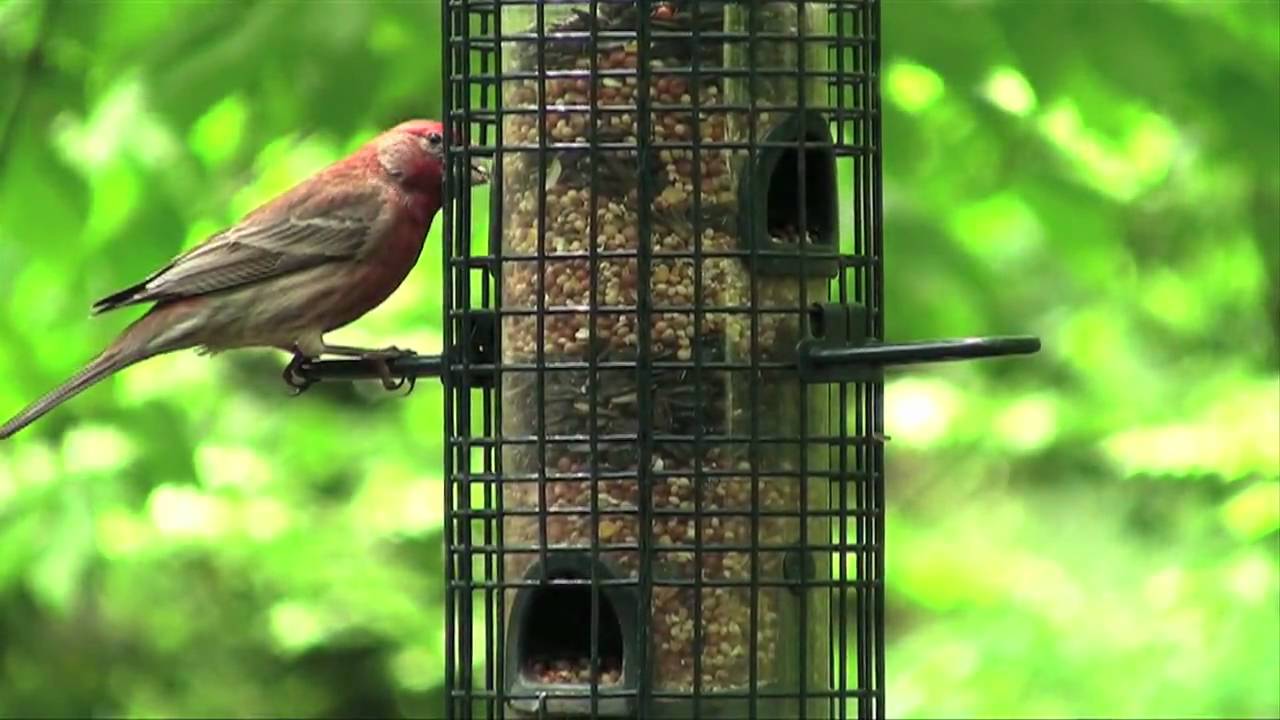 South Eastern Bird Watching - Part 1