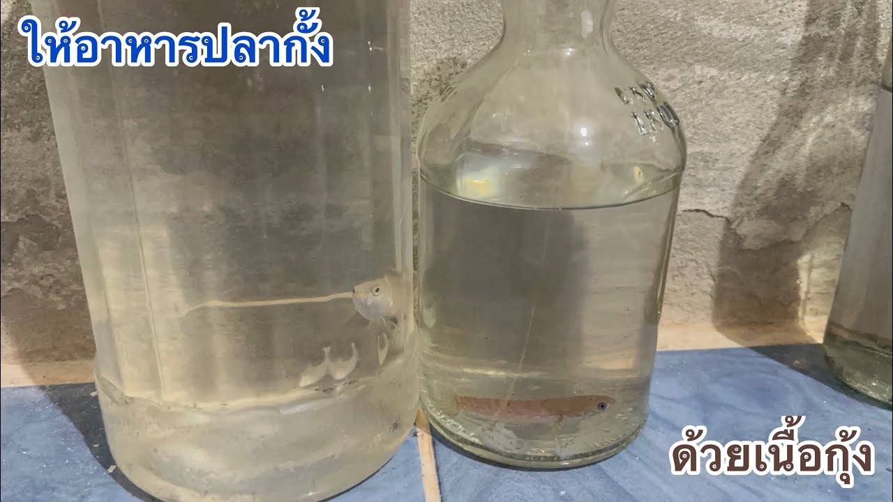 ให้ปลากั้งกินกุ้ง
