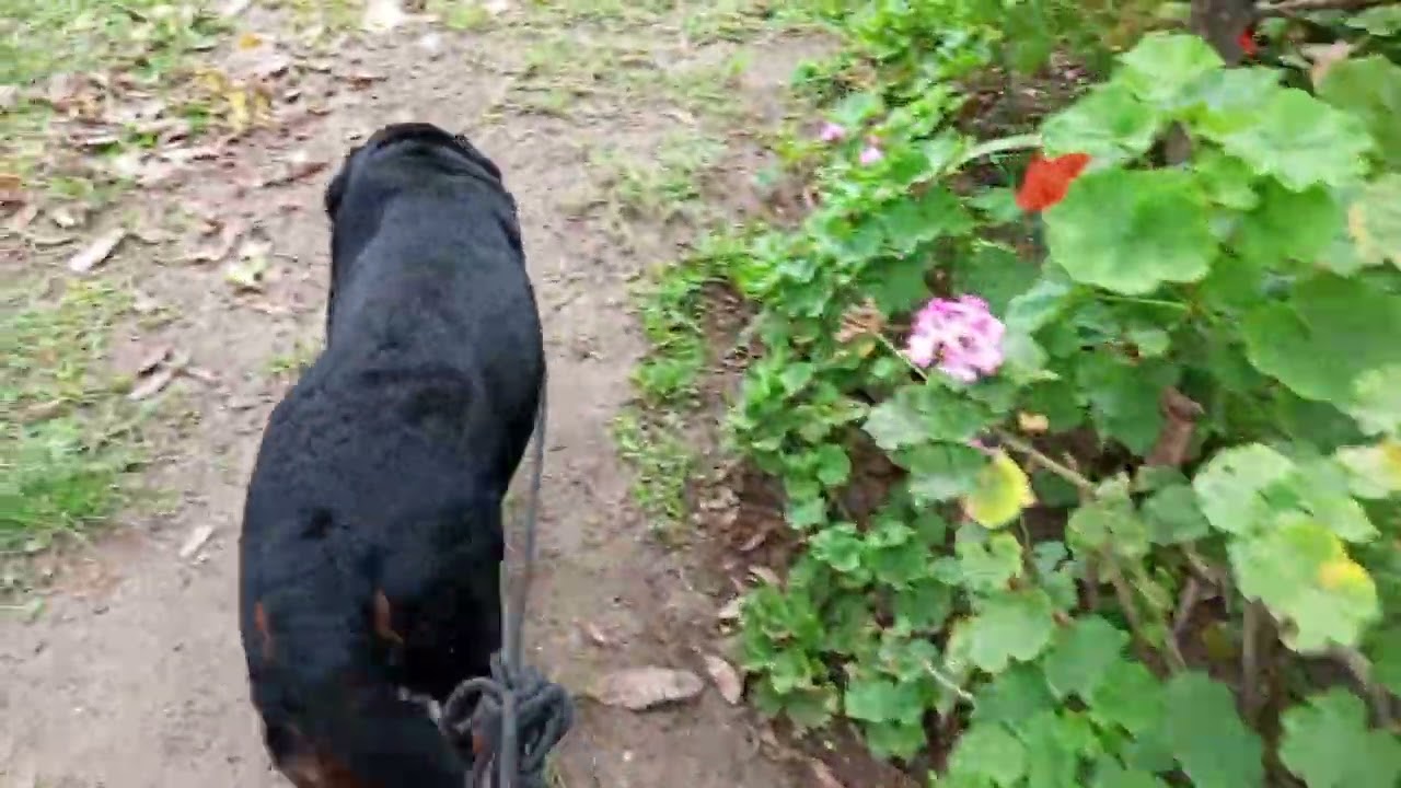 Con que PERROS es más fácil Empezar a Socializar a PERROS de TAMAÑO GRANDE? (Rottweiler)