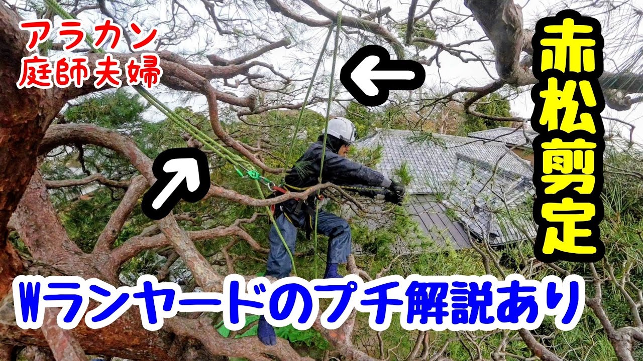 【50代庭師夫婦】259 ダブルランヤードで枝垂れた赤松を剪定する。