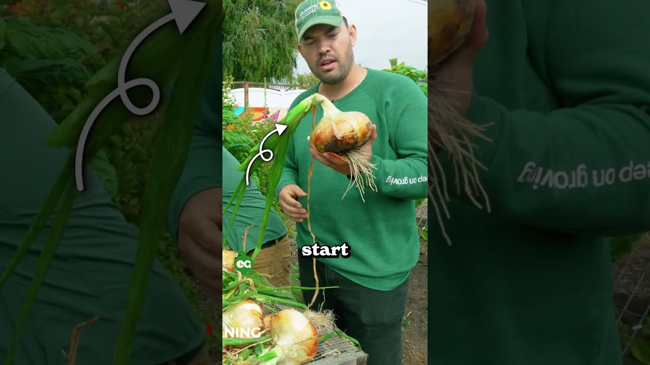 I grew GIANT onions...