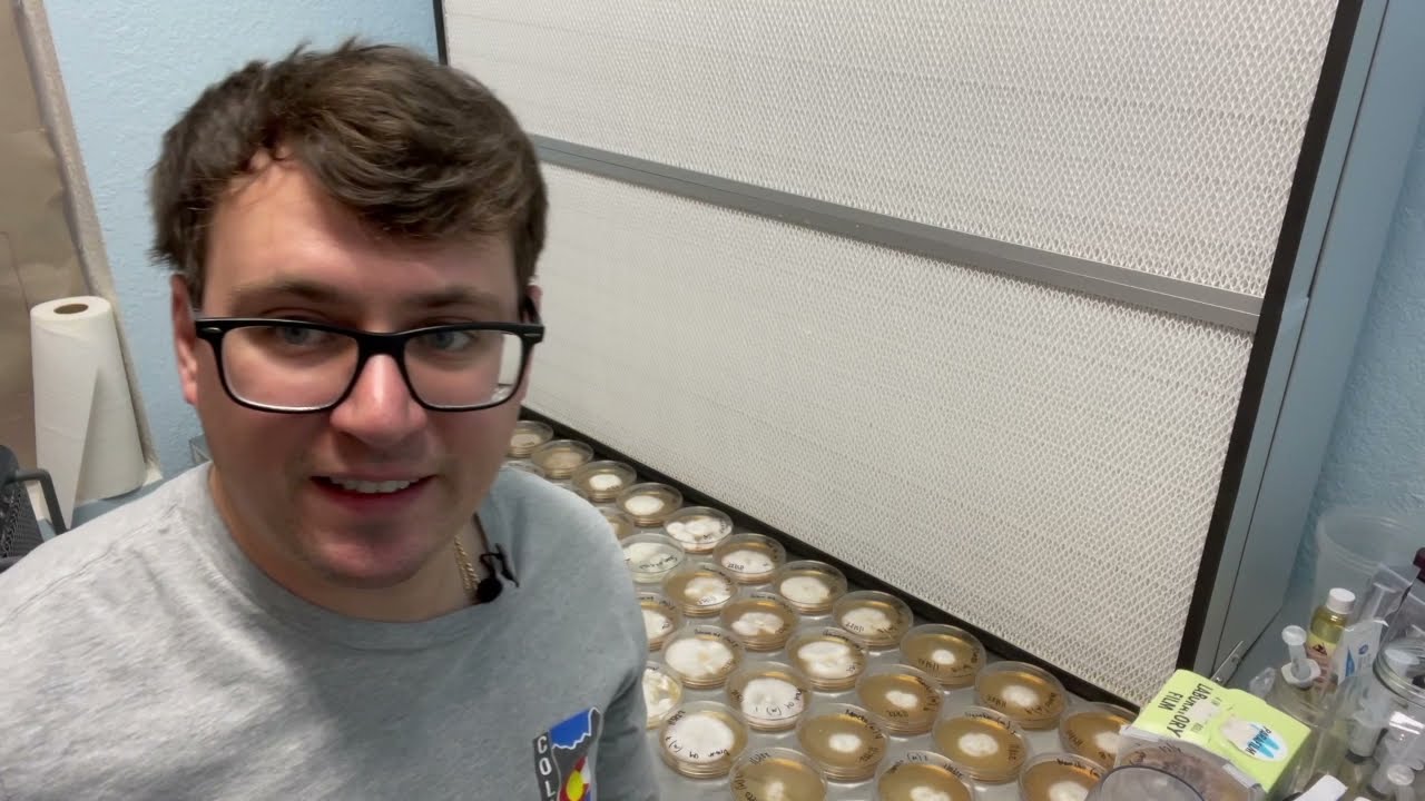 Mycelium on agar - Selecting phenotypes and breeding project updates 2022 - Pheno hunting from spore