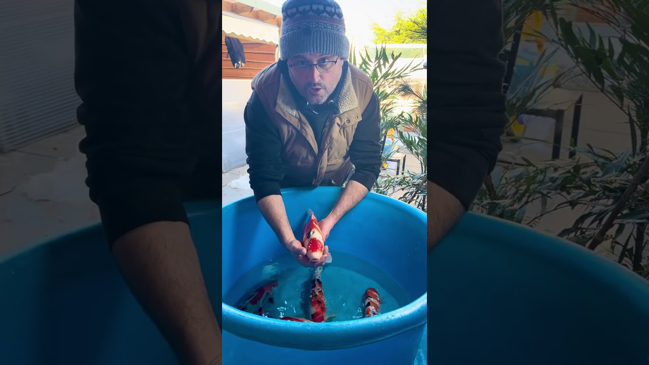 Two year old koi being sold via WhatsApp 