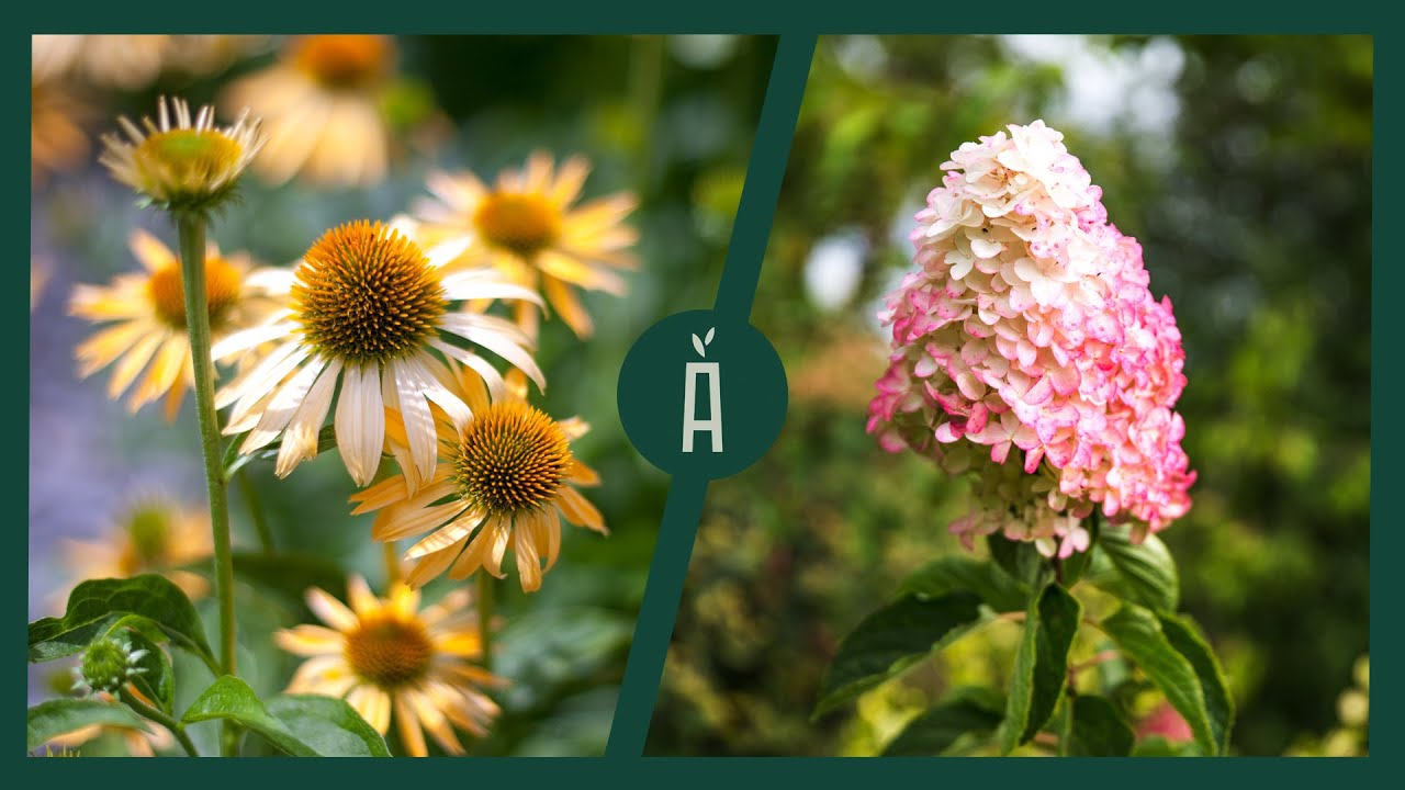 Mijn selectie zomerbloeiers: Echinacea & hortensia planten in de tuin: zo doe je dat I Angelo Dorny