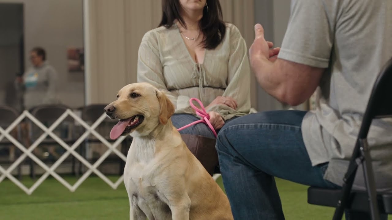 What is a Free Dog Training Consultation?