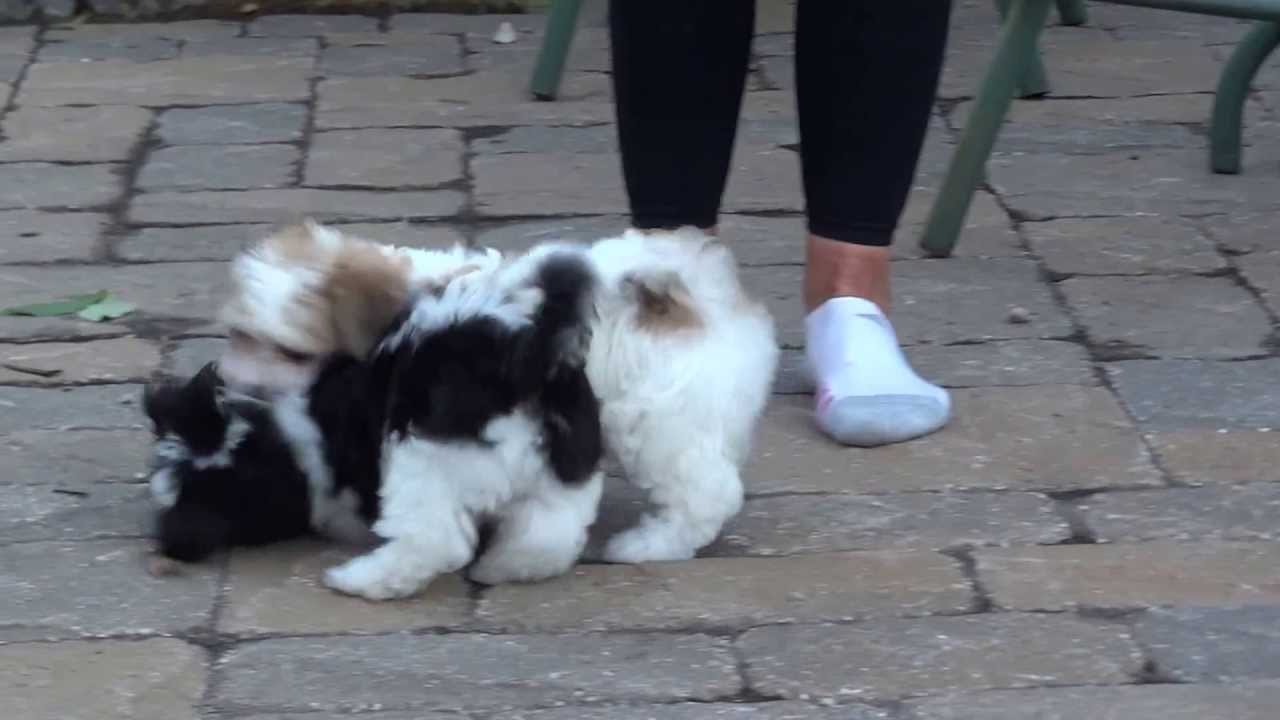 Angelheart Havanese - Bailey and Willie at 8 weeks
