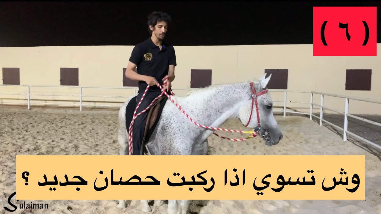 #تعلم_ركوب_الخيل ( ٦ ) وش تسوي اذا ركبت حصان جديد؟