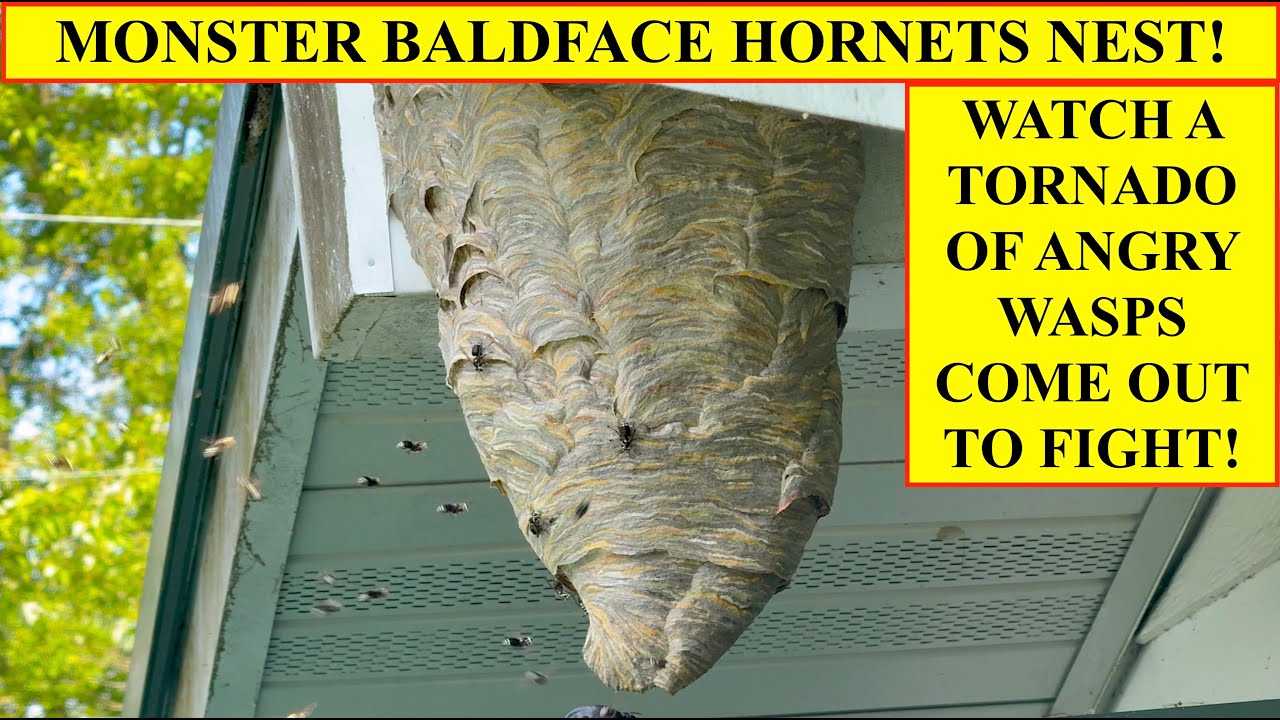 MONSTER BALDFACED HORNETS NEST ON THE ROOF! WATCH A CRAZY TORNADO OF ANGRY WASPS ATTACKING OUR GEAR!