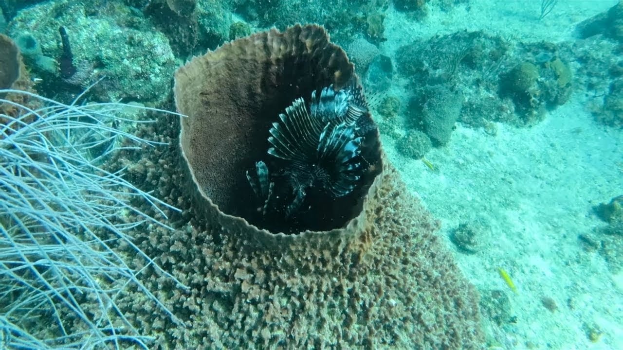 Peñon y Acuario - Diving in Dominicus Bayahibe 2016 HQ - Dominican Republic, Punta Cana, Dom. Rep.