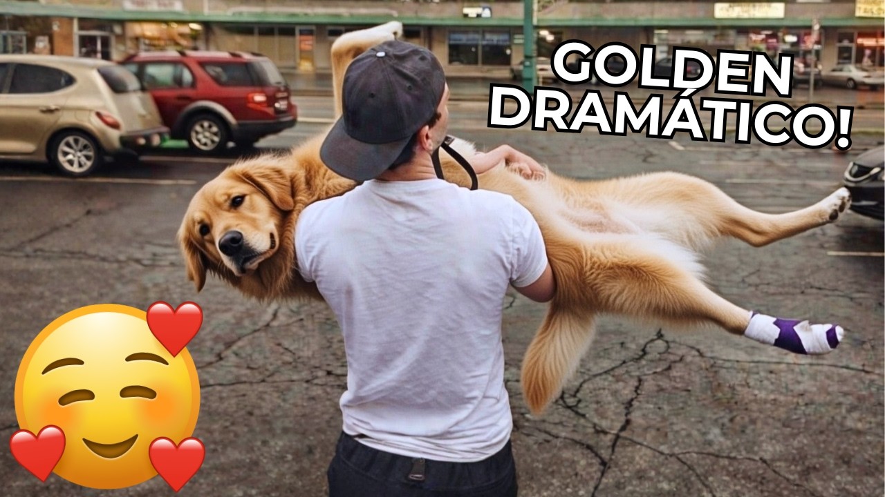 ANIMAIS ENGRAÇADOS  2026 - CÃES E GATOS ENGRAÇADOS - #03