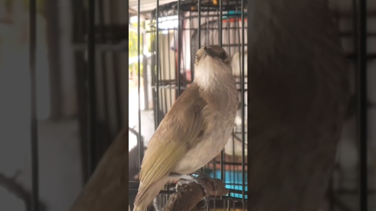 cucak kombo gacor ngebren