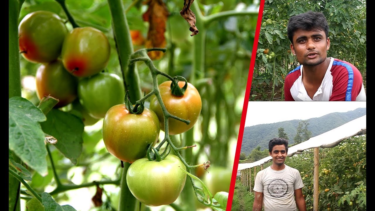 Aajaka Yuwa - Tomato Farming in Nepal - 'नेपालमै छ पैसाको बोट ! युरोप गए बराबर कमाउन सक्छौं'