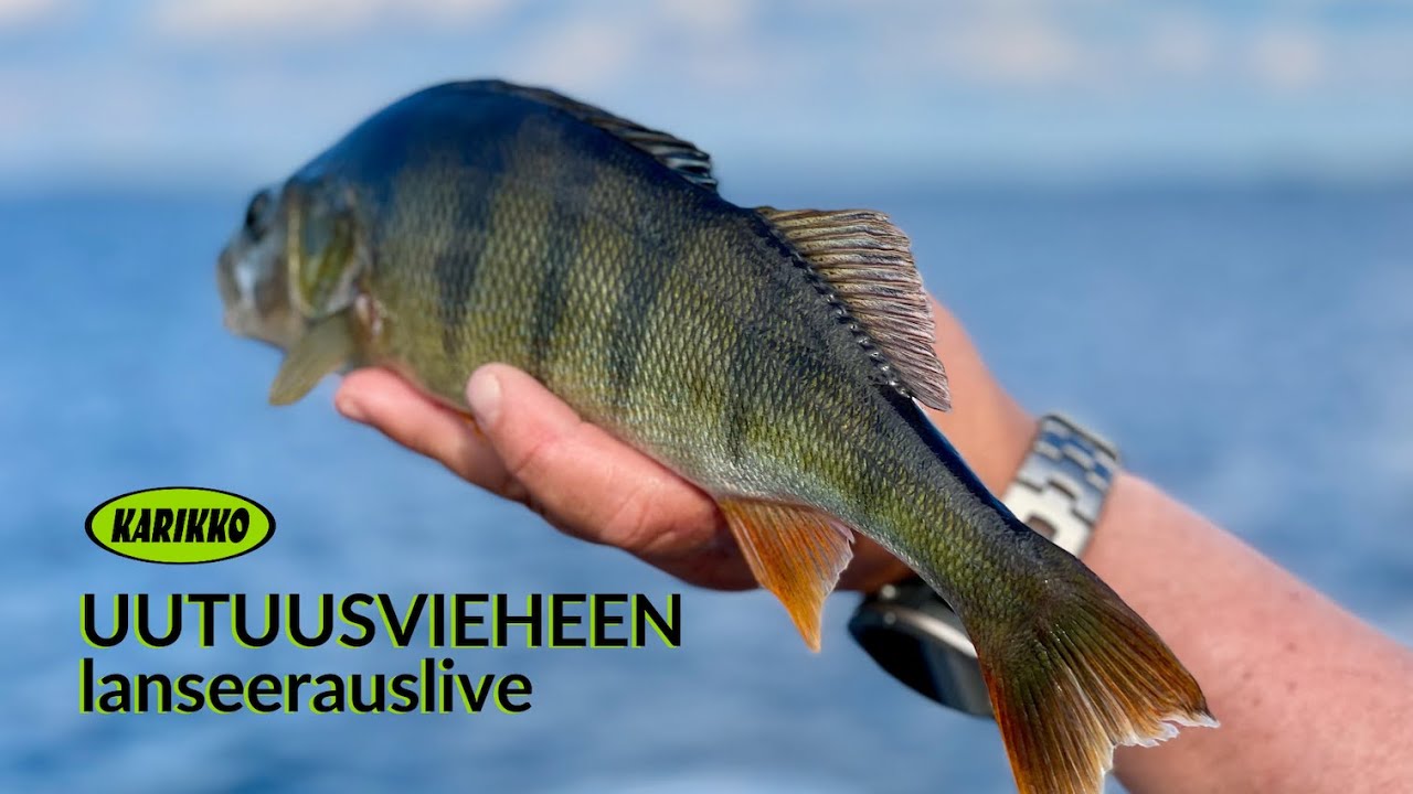 Karikko Knokker | Huippuviehe ahvenelle ja kuhalle