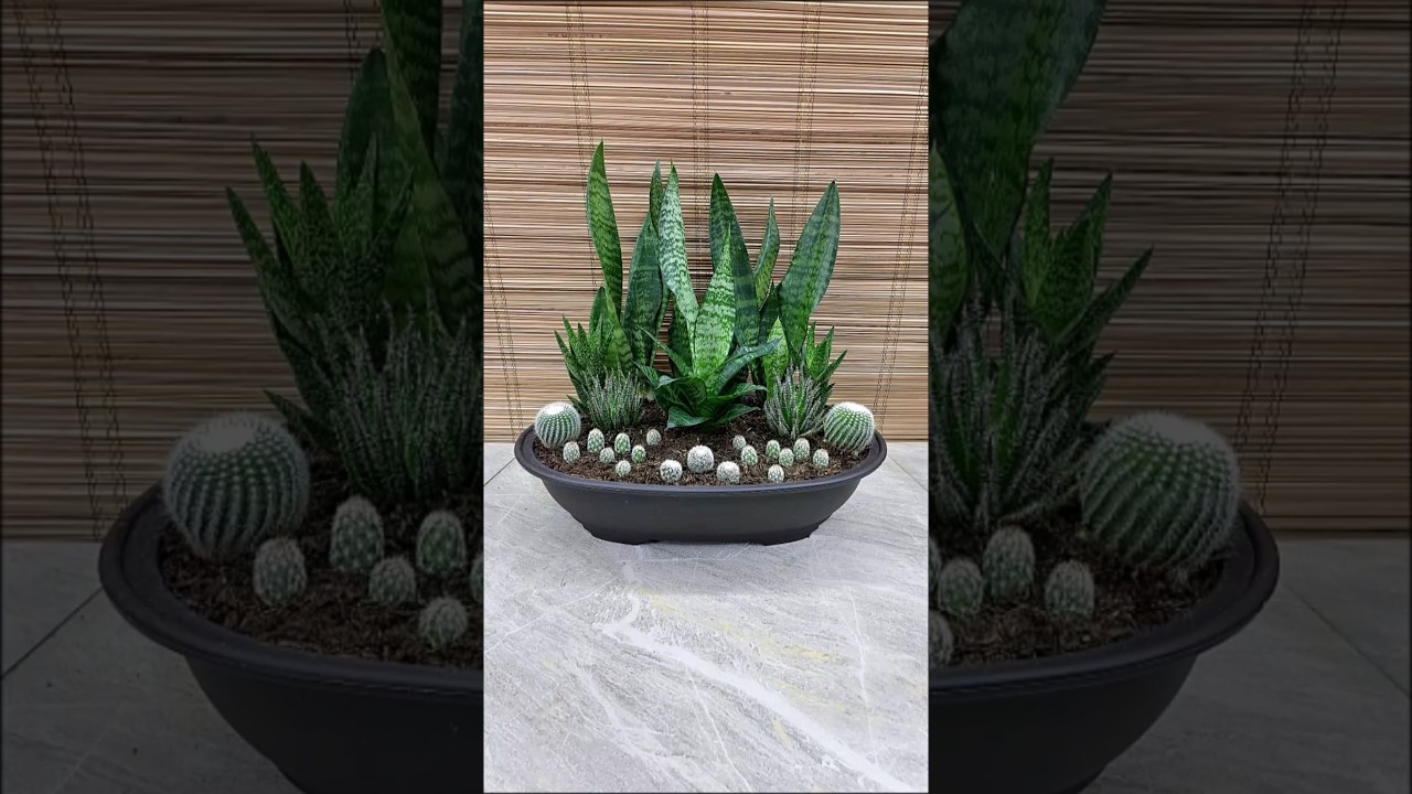 Sansevieria Futura Superba Green Mini Garden Idea💚 #plants #plantdecor #snakeplant #cactus #aloe