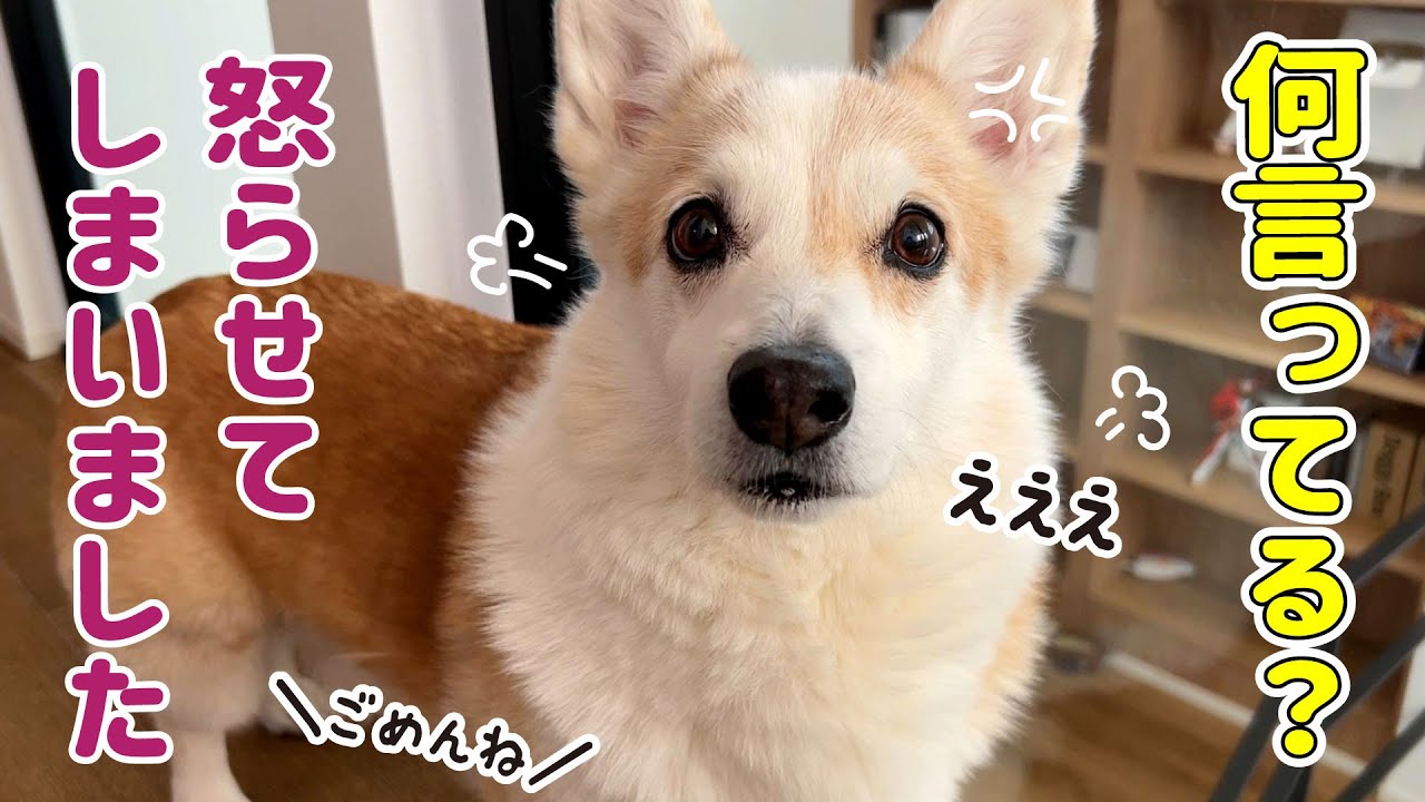 ママの一言で愛犬を怒らせてしまいました...反省